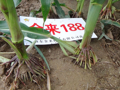 玉米杂交种,小麦种子于一体的民营科研型种子企业 产品详情 金来188